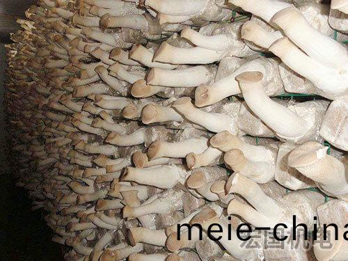 食用菌冷(leng)庫